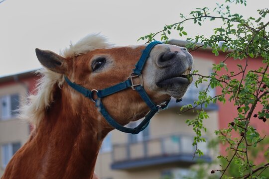 Portrait of Brown Haflinger Horse Eating from a Tree in Czech Republic. Closeup of Beautiful Brown Horse with Blond Mane.