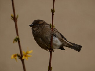 House sparrow (Passer domesticus) perched on forsythia twig, Gdansk, Poland