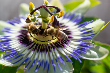 Bienen auf Passionsblumen