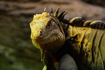 Green Iguana also called American Iguana with Curious Look in Zoo in Prague.