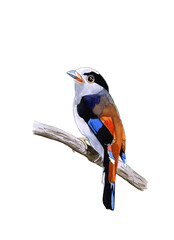 Silver-breasted broadbill, beautiful colorful bird isolated on white. Watercolor illustration for phone case or print . 