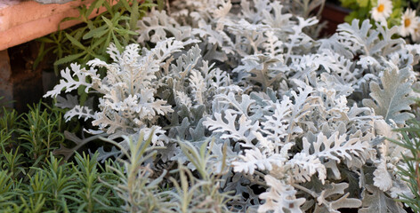 Close up shoot of Artemisia stelleriana plant. It has a light green color.