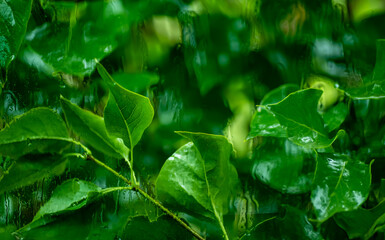 Rain through car windows with green leaves from a lilac bush towards the car window