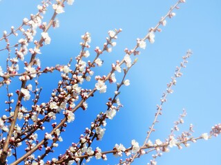 Branches of a blossoming fruit tree on a background of blue sky