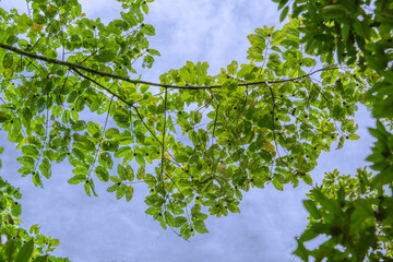Green leafs agains cloudy sky background