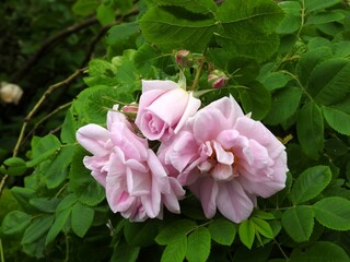 Beautiful summer garden flowers close up