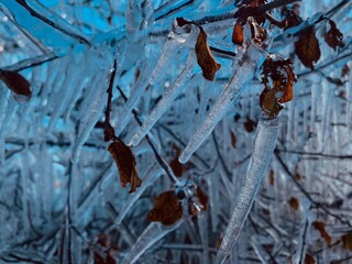 autumn leaves on the tree