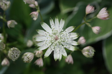Flower in the garden