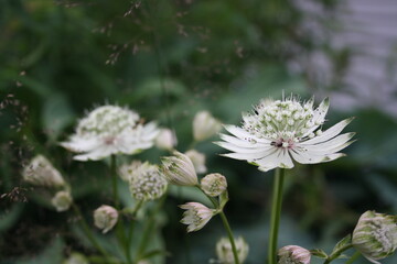 Flower in the garden
