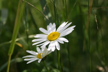 Fototapeta premium Flower in the garden