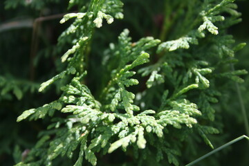 
Thuja . Green plants grow in the garden