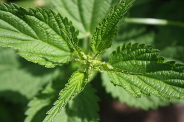 green plants grow in the garden