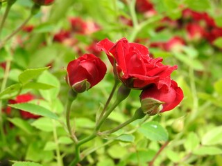 Beautiful summer garden flowers close up