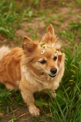 red dog chihuahua terrier with daisies. Dog sits on the grass