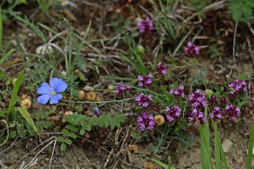 Lothringer Lein (Linum leonii)  und Thymian (Thymus pulegioides)