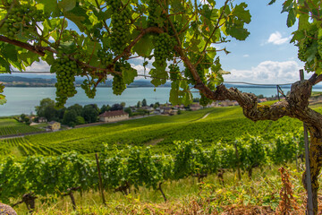 Green Grapes on a lakeside vineyard in Switzerland