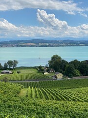 View of a Vineyard and the Lake Morat (Murtensee)
