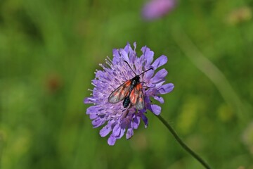 Kleines Fünffleck-Widderchen (Zygaena viciae) auf Acker-Witwenblume (Knautia arvensis)