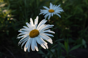 white chamomile flowers