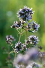 oregano flowers - Origanum vulgare