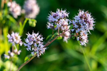 oregano flowers - Origanum vulgare
