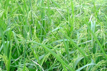 Ear of paddy growing in a farm land in Thailand with green color and warm light in rainny season