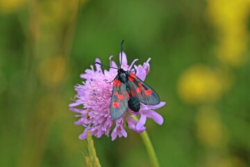 Kleines Fünffleck-Widderchen (Zygaena viciae) auf Acker-Witwenblume (Knautia arvensis)