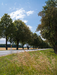 road, asphalt highway, large trees along the edges, blue sky with white clouds