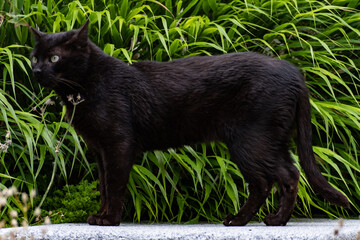 Black Cat