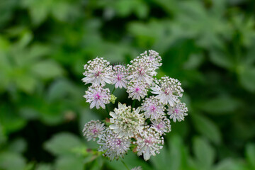 Flowers of a great masterwort, Astrantia major or Grosse Sterndolde