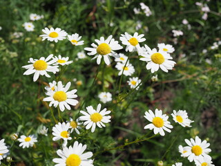 A beautiful daisies field in spring light