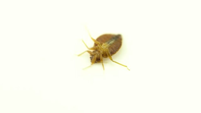Nasty bedbug insect parasite home infestation extreme macro close up inspection. Concept of pest control, expert exterminator house treatments. 
