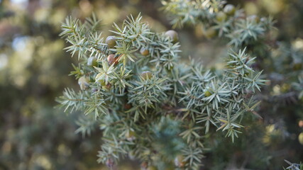 Picea pungens / Ed Wood Colorado spruce tree