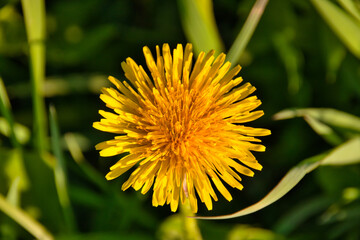 bright yellow flower in the garden