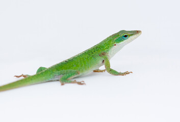 Obraz premium Gecko