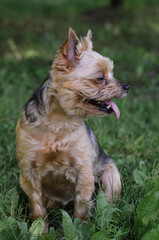 Yorkshire terrier is sitting on the grass on a summer day. The dog looks away. Profile photo of dog with tongue sticking out. Walking in the park with pets. Blurred background, vertical image.
