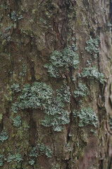 Texture of a tree covered with moss, Golden hour, autumn.