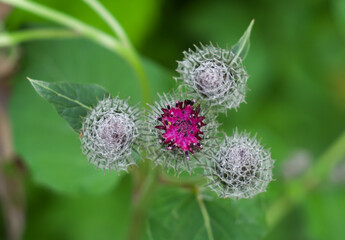 Agrimony flower in blossom. Eyes, color.