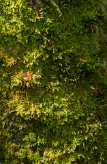 The moss covered bark of a pine tree