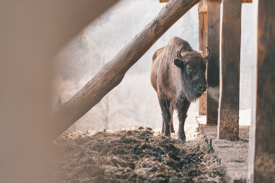 zimbru - bison