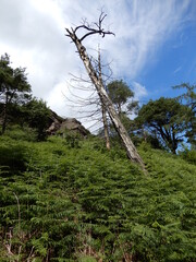 Obraz premium tree in the mountains