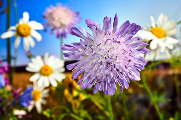purple, small flower of a blooming thistle during summer in a meadow