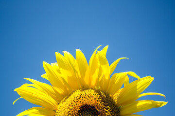 It brings joy to see sunflower field by the road; photos with yellow energy on the sunflower field