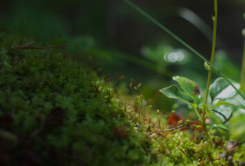 Close-Up Of Moss Growing In Forest