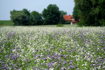 Blühende Wiese am Deich in Ostfriesland in Niedersachsen im Juni 2020 - Stockfoto