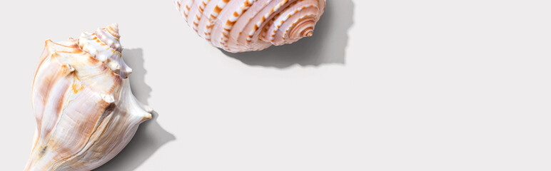 Summer concept with seashells overhead view - flat lay