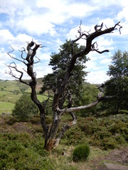 Dead Tree