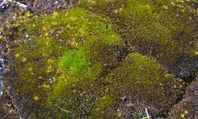Close-Up Of Moss Growing In Forest