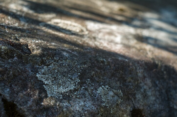 Moss green texture. Moss background. Green moss on grunge textur