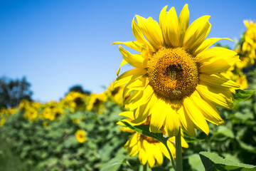 It brings joy to see sunflower field by the road; photos with yellow energy on the sunflower field